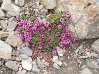 Youri - Ecrins 2005 100 